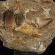 ZĘBY MOZAZAURA Mosasaurus anceps W SKALE 126 mm - 70 MILIONÓW LAT - MAROKO