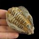 TRYLOBIT Flexicalymene ouzregui W KONKRECJI - ORDOWIK - 445 mln lat - MAROKO