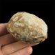 TRYLOBIT Flexicalymene ouzregui W KONKRECJI - ORDOWIK - 445 mln lat - MAROKO