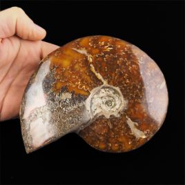 AMONIT Z LINIĄ LOBOWĄ 134 mm- KREDA DOLNA - 110 mln lat - MADAGASKAR