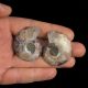 AMONIT - 40 mm - KREDA DOLNA - 110 mln lat - DWIE POŁÓWKI - MADAGASKAR