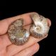 AMONIT - 41 mm - KREDA DOLNA - 110 mln lat - DWIE POŁÓWKI - MADAGASKAR