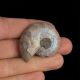 AMONIT - 41 mm - KREDA DOLNA - 110 mln lat - MADAGASKAR