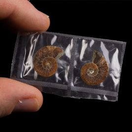 AMONIT - 18 mm - KREDA DOLNA - 110 mln lat - DWIE POŁÓWKI - MADAGASKAR