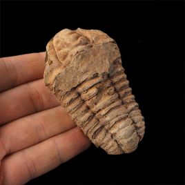 TRYLOBIT Flexicalymene ouzregui - ORDOWIK - 445 mln lat - MAROKO