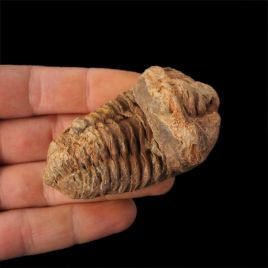 TRYLOBIT Flexicalymene ouzregui - ORDOWIK - 445 mln lat - MAROKO