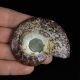 AMONIT - 67 mm - KREDA DOLNA - 110 mln lat - MADAGASKAR