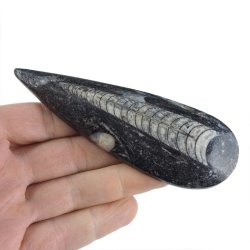 ORTHOCERAS - 113 mm - DEWON - 390 MLN LAT - MAROKO