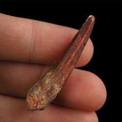 SKAMIENIAŁY ZĄB DINOZAURA Spinosaurus aegyptiacus - KREDA GÓRNA (CENOMAN) - ok. 95-100 mln lat
