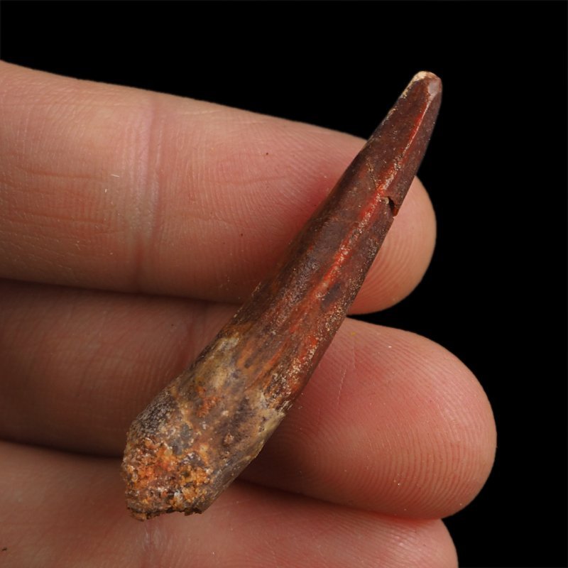 SKAMIENIAŁY ZĄB DINOZAURA Spinosaurus aegyptiacus - KREDA GÓRNA (CENOMAN) - ok. 95-100 mln lat