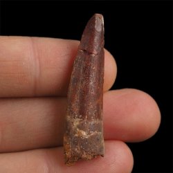 SKAMIENIAŁY ZĄB DINOZAURA Spinosaurus aegyptiacus - KREDA GÓRNA (CENOMAN) - ok. 95-100 mln lat