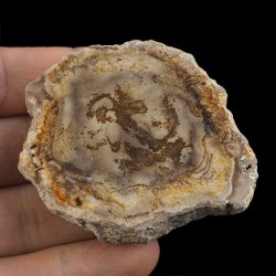 SKAMIENIAŁE DREWNO - PLASTER - 62 mm - MIOCEN - INDONEZJA