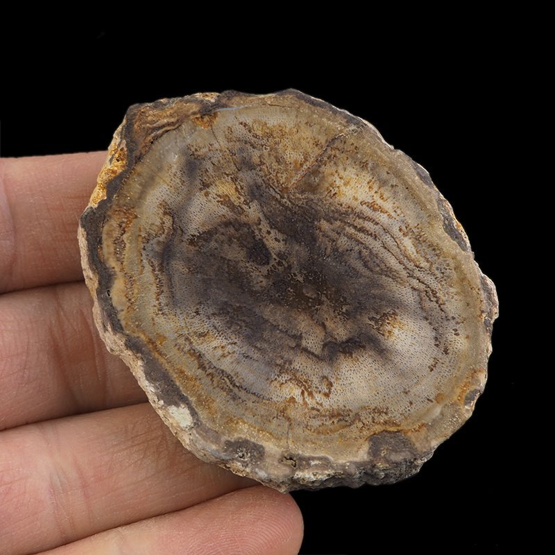 SKAMIENIAŁE DREWNO - PLASTER - 61 mm - MIOCEN - INDONEZJA