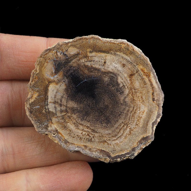 SKAMIENIAŁE DREWNO - PLASTER - 51 mm - MIOCEN - INDONEZJA