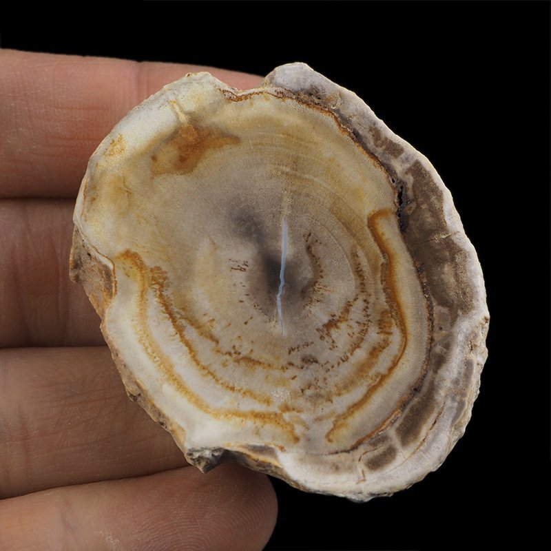 SKAMIENIAŁE DREWNO - PLASTER - 54 mm - MIOCEN - INDONEZJA