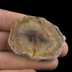 SKAMIENIAŁE DREWNO - PLASTER - 49 mm - MIOCEN - INDONEZJA