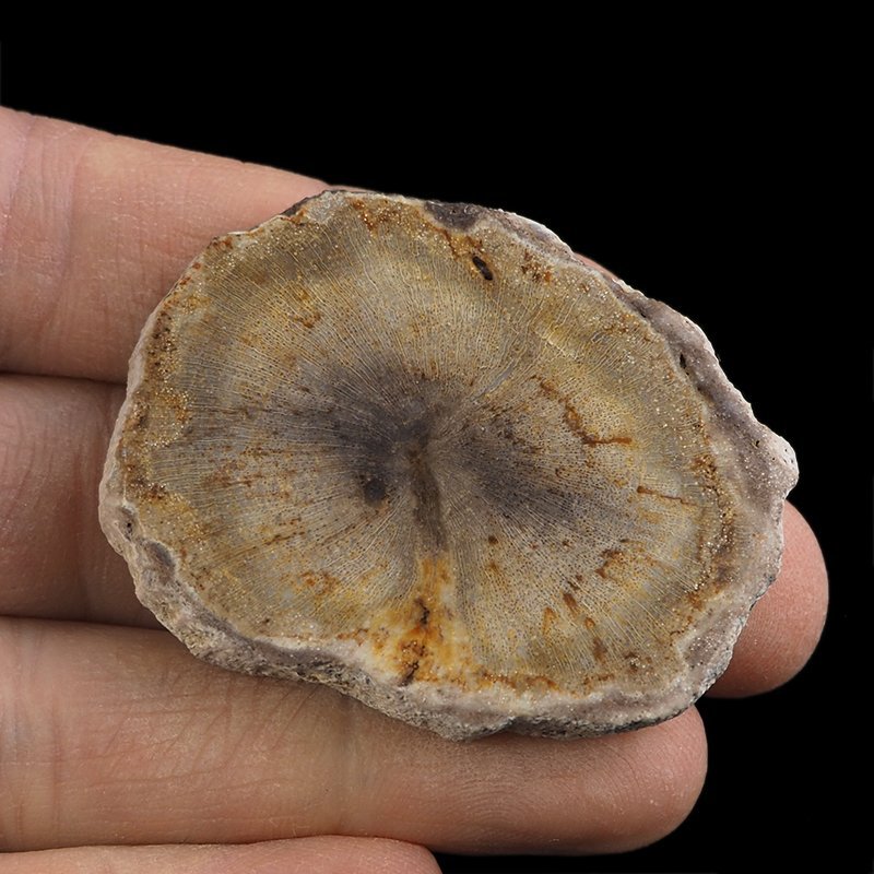 SKAMIENIAŁE DREWNO - PLASTER - 49 mm - MIOCEN - INDONEZJA