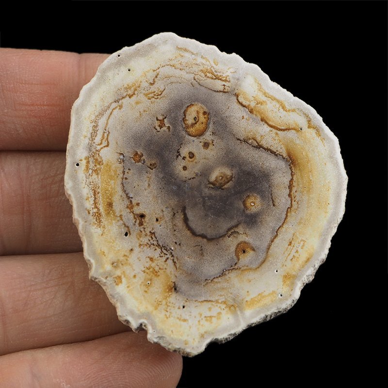 SKAMIENIAŁE DREWNO - PLASTER - 53 mm - MIOCEN - INDONEZJA