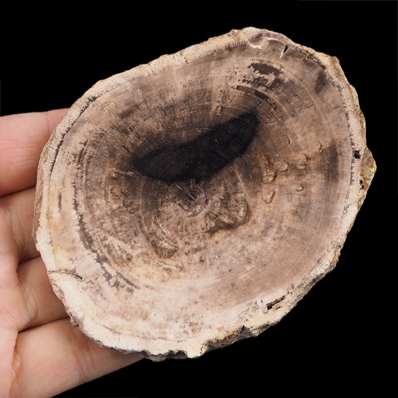 SKAMIENIAŁE DREWNO - PLASTER - 100 mm - MIOCEN - INDONEZJA