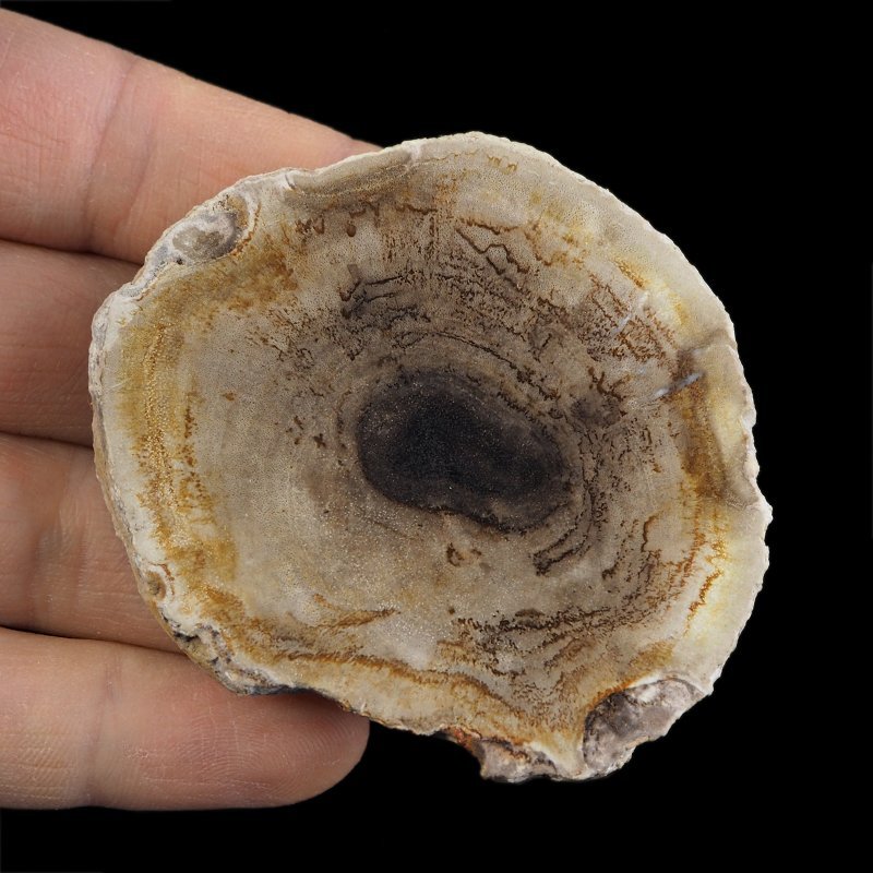 SKAMIENIAŁE DREWNO - PLASTER - 66 mm - MIOCEN - INDONEZJA