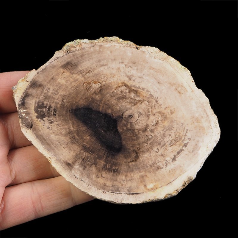 SKAMIENIAŁE DREWNO - PLASTER - 105 mm - MIOCEN - INDONEZJA