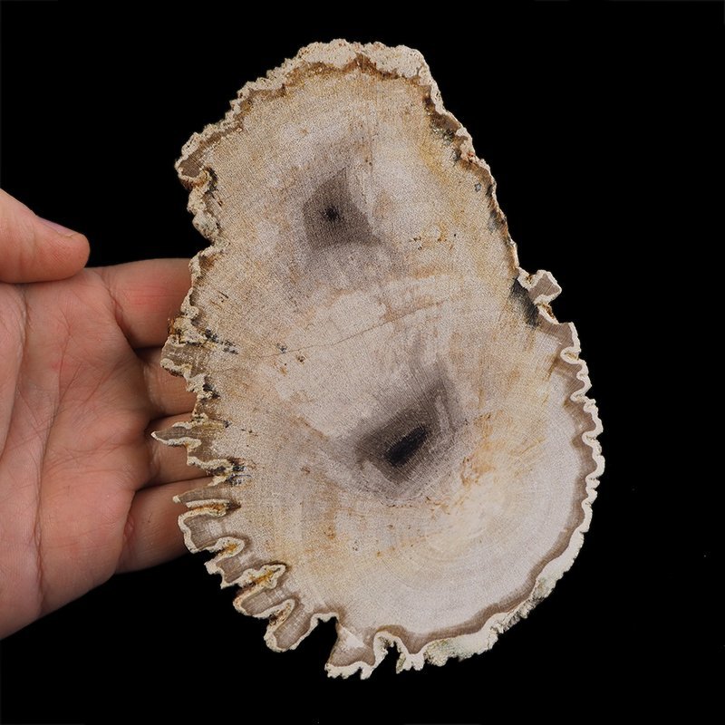 SKAMIENIAŁE DREWNO - PLASTER - 156 mm - MIOCEN - INDONEZJA