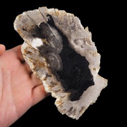 SKAMIENIAŁE DREWNO - PLASTER - 155 mm - MIOCEN - INDONEZJA