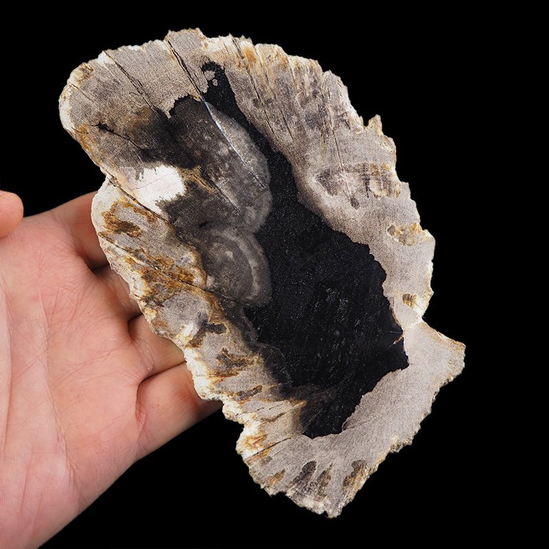SKAMIENIAŁE DREWNO - PLASTER - 155 mm - MIOCEN - INDONEZJA