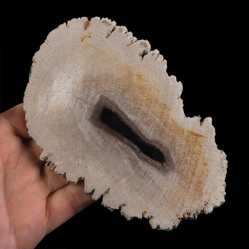 SKAMIENIAŁE DREWNO - PLASTER - 145 mm - MIOCEN - INDONEZJA
