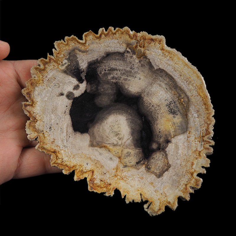 SKAMIENIAŁE DREWNO - PLASTER - 130 mm - MIOCEN - INDONEZJA