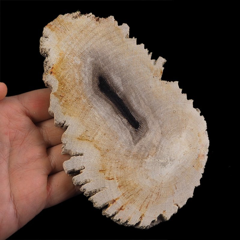 SKAMIENIAŁE DREWNO - PLASTER - 153 mm - MIOCEN - INDONEZJA
