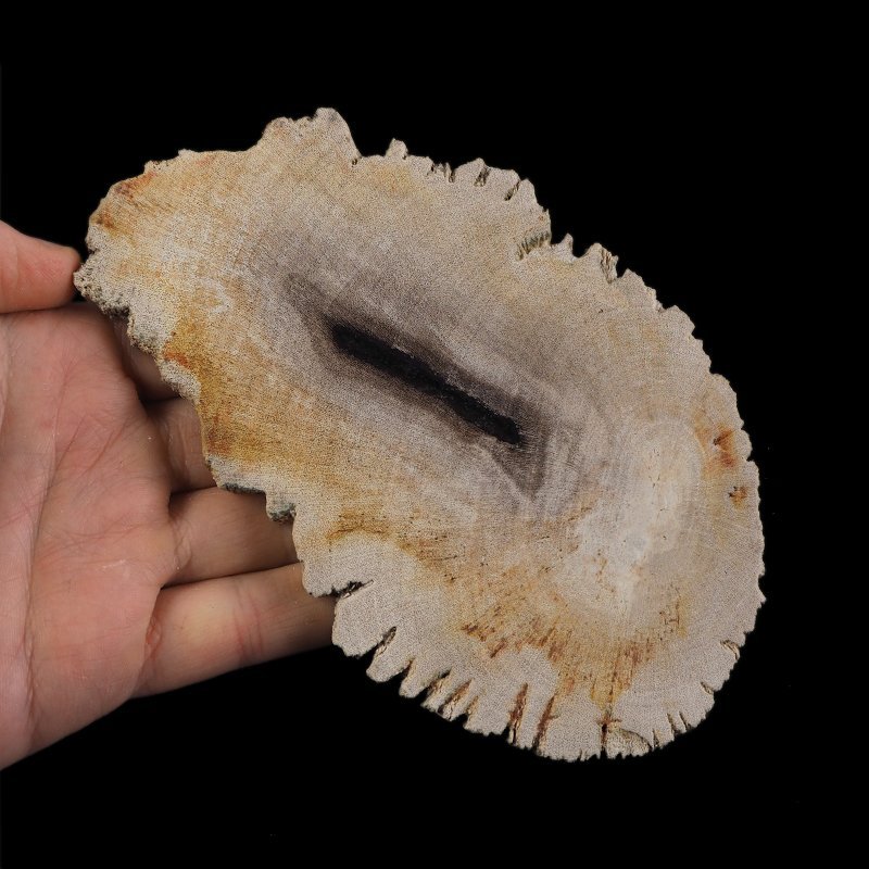 SKAMIENIAŁE DREWNO - PLASTER - 153 mm - MIOCEN - INDONEZJA