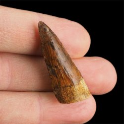 SKAMIENIAŁY ZĄB DINOZAURA Spinosaurus aegyptiacus - KREDA GÓRNA (CENOMAN) - ok. 95-100 mln lat
