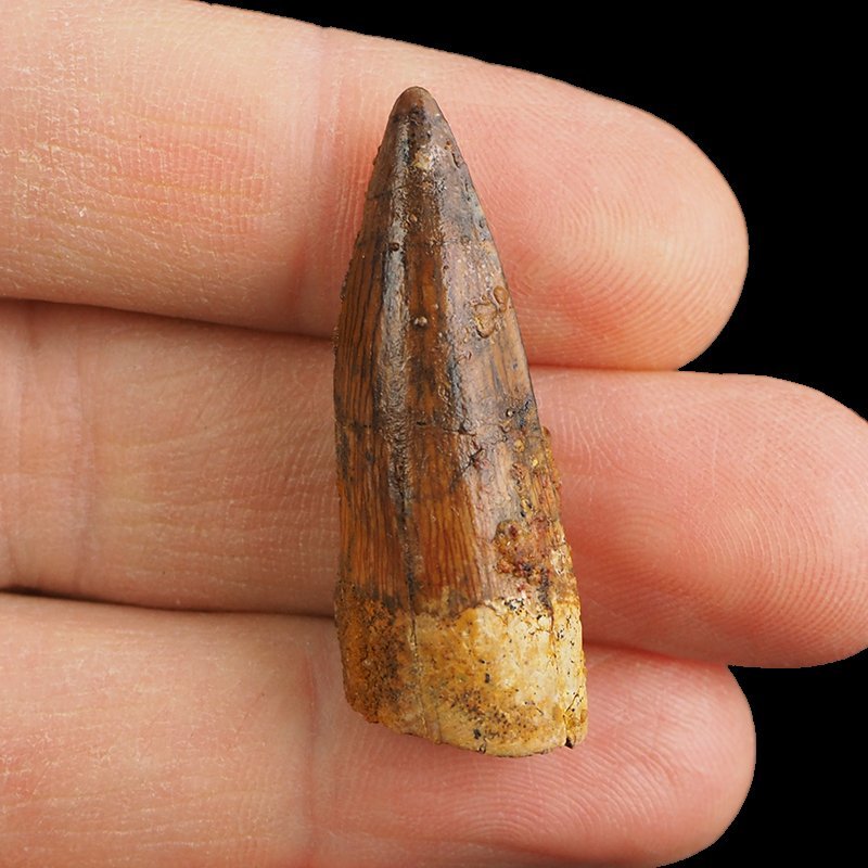 SKAMIENIAŁY ZĄB DINOZAURA Spinosaurus aegyptiacus - KREDA GÓRNA (CENOMAN) - ok. 95-100 mln lat