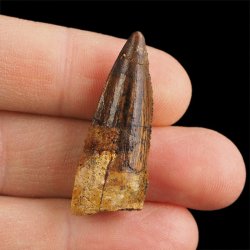 SKAMIENIAŁY ZĄB DINOZAURA Spinosaurus aegyptiacus - KREDA GÓRNA (CENOMAN) - ok. 95-100 mln lat