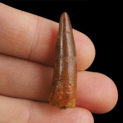 SKAMIENIAŁY ZĄB DINOZAURA Spinosaurus aegyptiacus - KREDA GÓRNA (CENOMAN) - ok. 95-100 mln lat