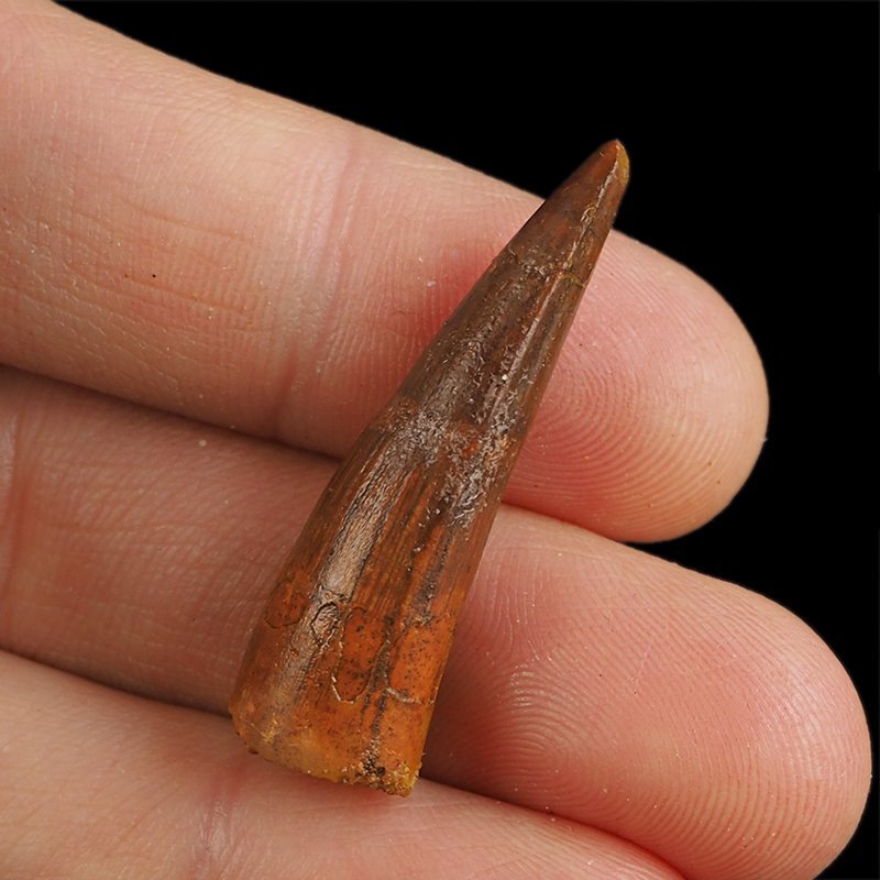 SKAMIENIAŁY ZĄB DINOZAURA Spinosaurus aegyptiacus - KREDA GÓRNA (CENOMAN) - ok. 95-100 mln lat