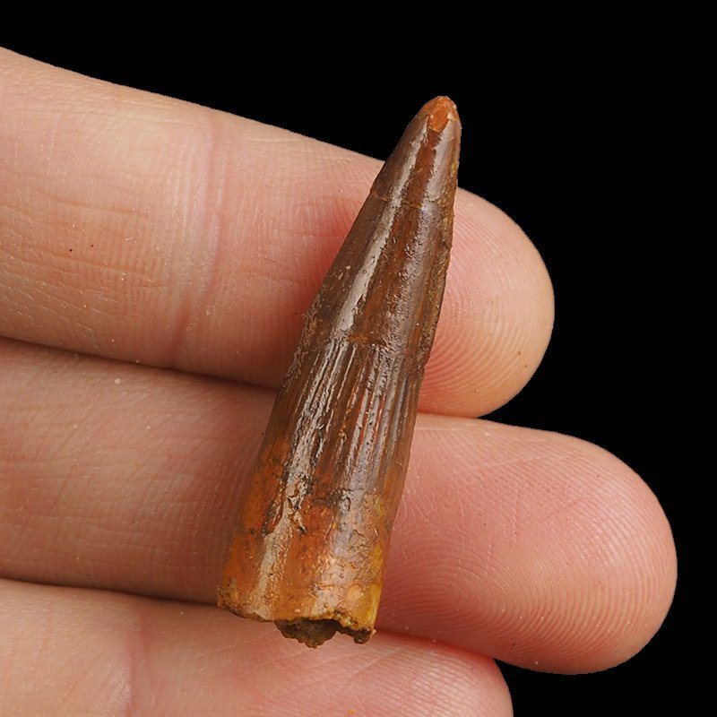 SKAMIENIAŁY ZĄB DINOZAURA Spinosaurus aegyptiacus - KREDA GÓRNA (CENOMAN) - ok. 95-100 mln lat