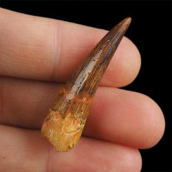 SKAMIENIAŁY ZĄB DINOZAURA Spinosaurus aegyptiacus - KREDA GÓRNA (CENOMAN) - ok. 95-100 mln lat