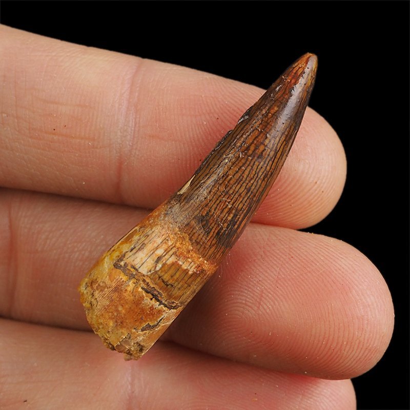 SKAMIENIAŁY ZĄB DINOZAURA Spinosaurus aegyptiacus - KREDA GÓRNA (CENOMAN) - ok. 95-100 mln lat