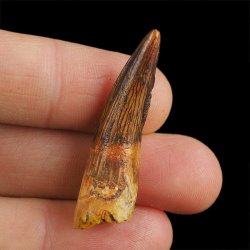 SKAMIENIAŁY ZĄB DINOZAURA Spinosaurus aegyptiacus - KREDA GÓRNA (CENOMAN) - ok. 95-100 mln lat