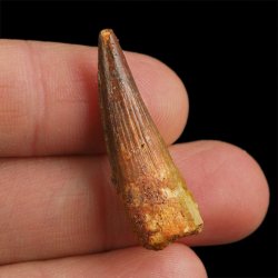 SKAMIENIAŁY ZĄB DINOZAURA Spinosaurus aegyptiacus - KREDA GÓRNA (CENOMAN) - ok. 95-100 mln lat