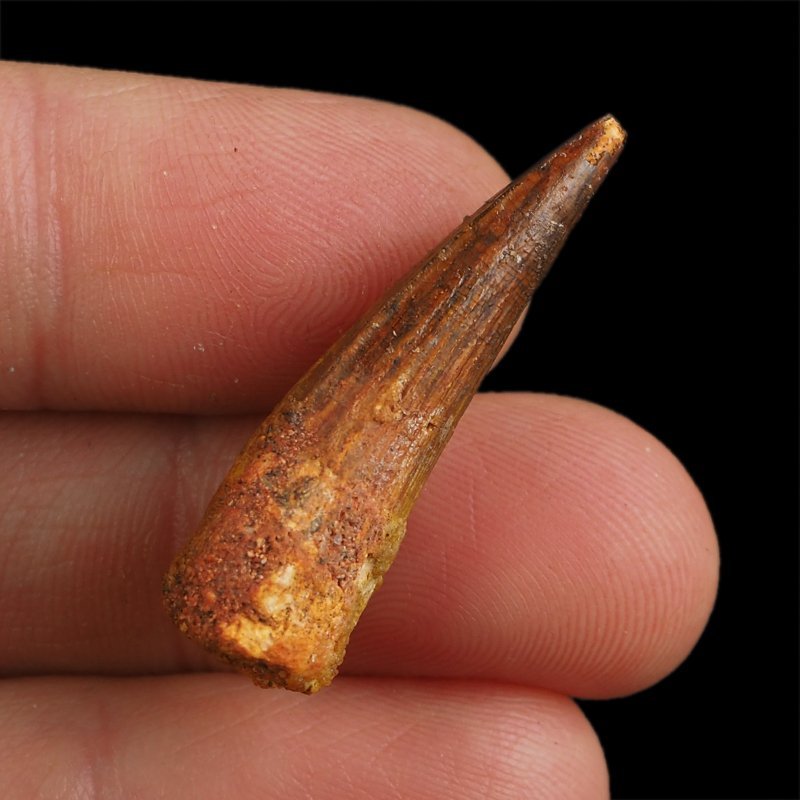 SKAMIENIAŁY ZĄB DINOZAURA Spinosaurus aegyptiacus - KREDA GÓRNA (CENOMAN) - ok. 95-100 mln lat