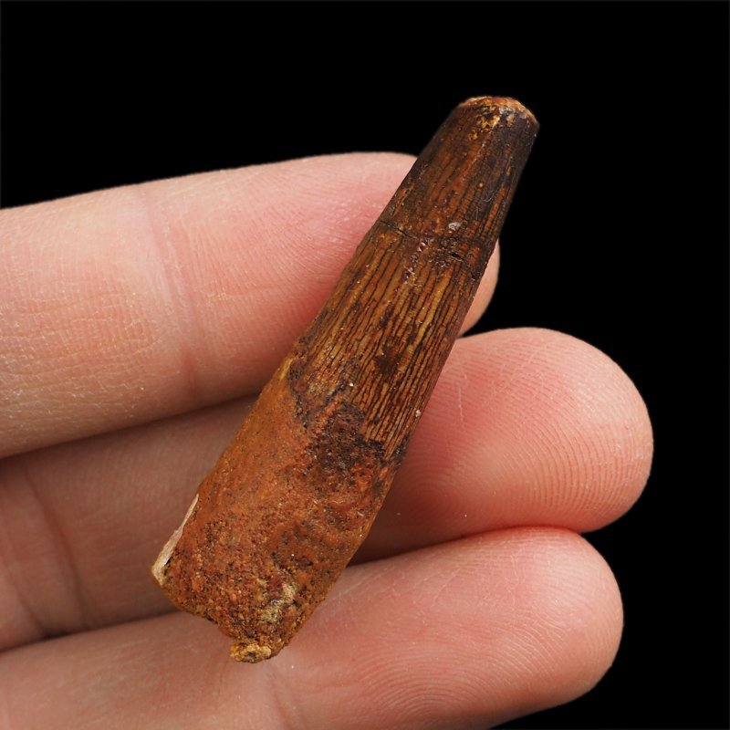 SKAMIENIAŁY ZĄB DINOZAURA Spinosaurus aegyptiacus - KREDA GÓRNA (CENOMAN) - ok. 95-100 mln lat