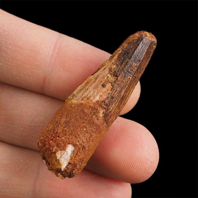 SKAMIENIAŁY ZĄB DINOZAURA Spinosaurus aegyptiacus - KREDA GÓRNA (CENOMAN) - ok. 95-100 mln lat