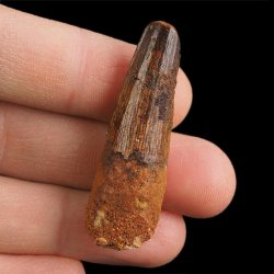 SKAMIENIAŁY ZĄB DINOZAURA Spinosaurus aegyptiacus - KREDA GÓRNA (CENOMAN) - ok. 95-100 mln lat