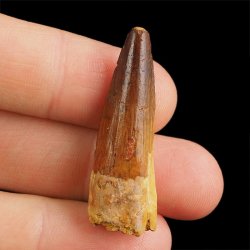 SKAMIENIAŁY ZĄB DINOZAURA Spinosaurus aegyptiacus - KREDA GÓRNA (CENOMAN) - ok. 95-100 mln lat
