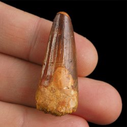 SKAMIENIAŁY ZĄB DINOZAURA Spinosaurus aegyptiacus - KREDA GÓRNA (CENOMAN) - ok. 95-100 mln lat