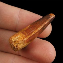 SKAMIENIAŁY ZĄB DINOZAURA Spinosaurus aegyptiacus - KREDA GÓRNA (CENOMAN) - ok. 95-100 mln lat