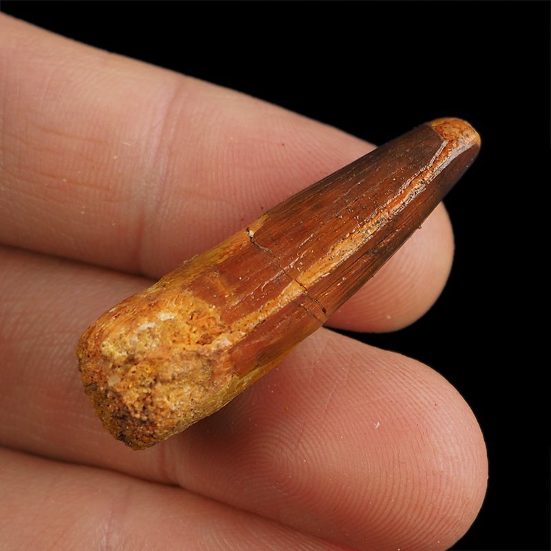 SKAMIENIAŁY ZĄB DINOZAURA Spinosaurus aegyptiacus - KREDA GÓRNA (CENOMAN) - ok. 95-100 mln lat